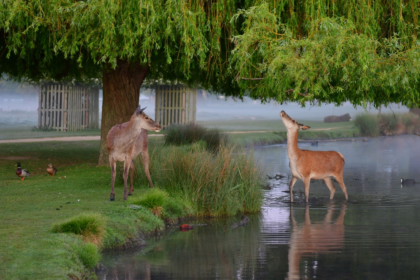 Deer in Bushy Park The Royal Parks